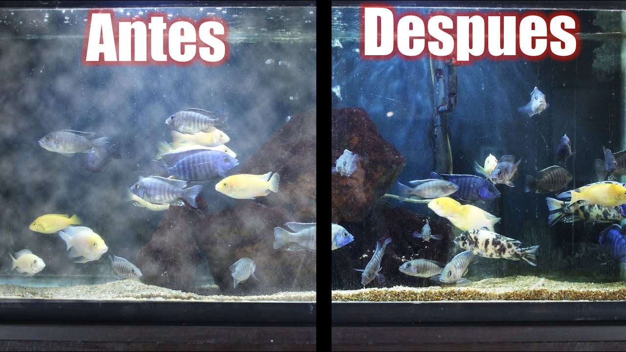 Consejos para mantener el agua del acuario cristalina