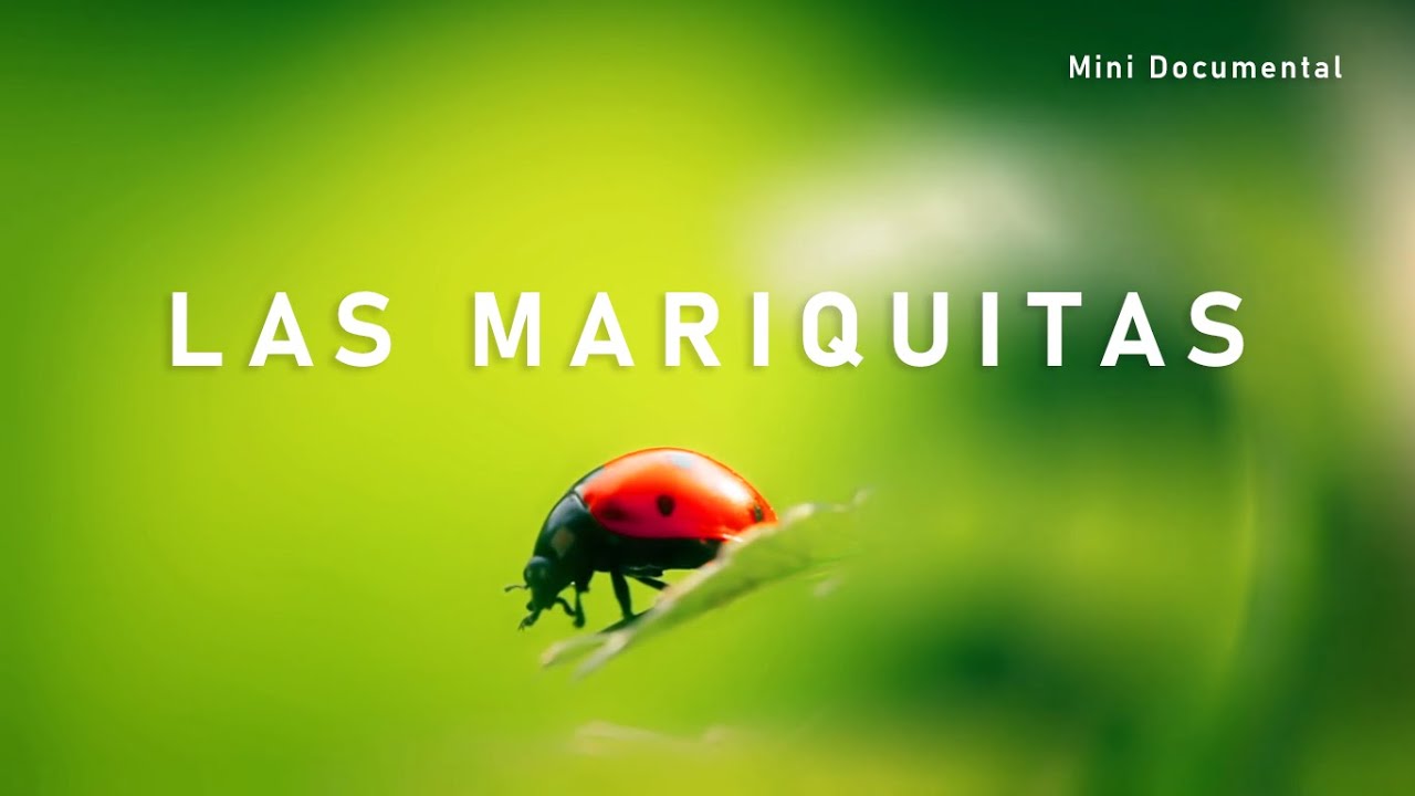 Descubre el nombre de la mariquita en Bichos