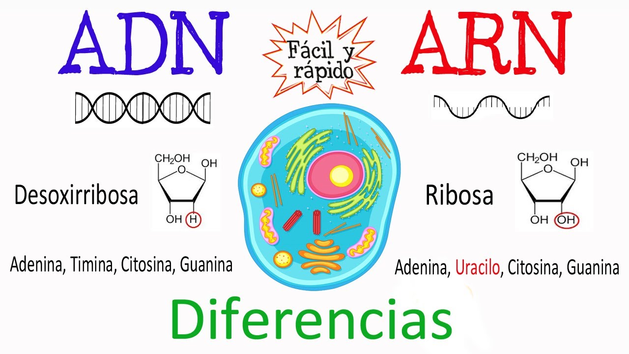Diferencias en ARN y ADN: comparación