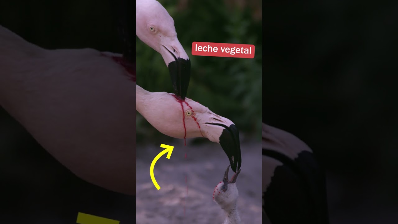 Necesidades básicas de los flamencos