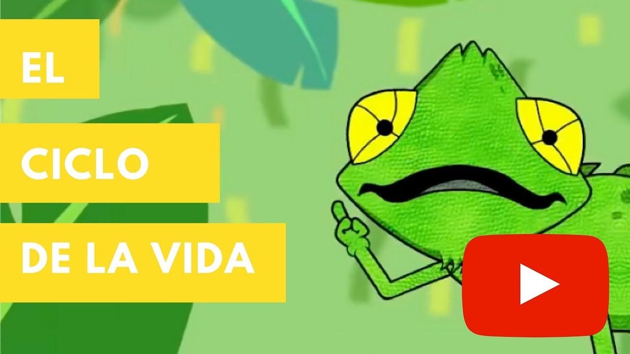 Actividades educativas sobre el ciclo de vida
