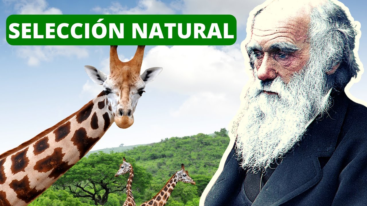 Adaptación y selección natural: una relación crucial en la naturaleza