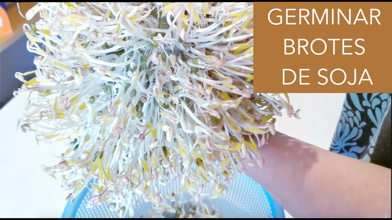 Adquiere semillas de soja para germinar