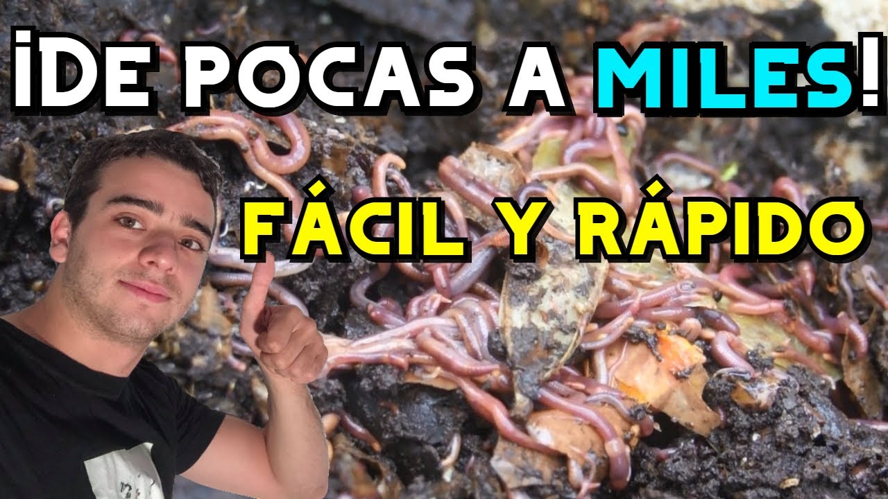 Alimentación de los gusanos de tierra