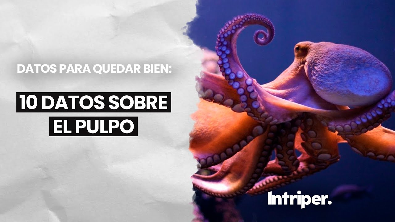 Alimentación de los pulpos