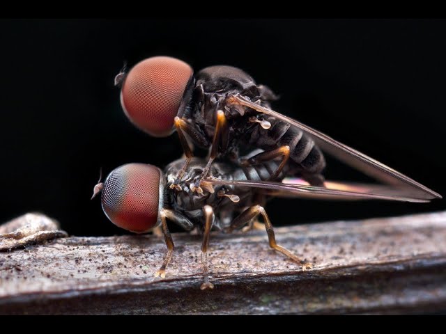 Anatomía de la mosca: conoce sus partes