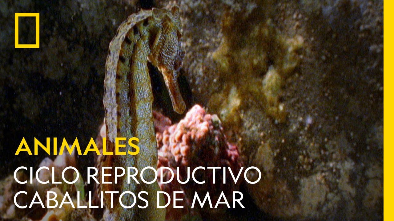 Anatomía del caballito de mar: su aparato reproductor