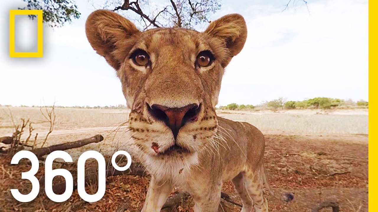 Animal con visión de 360 grados
