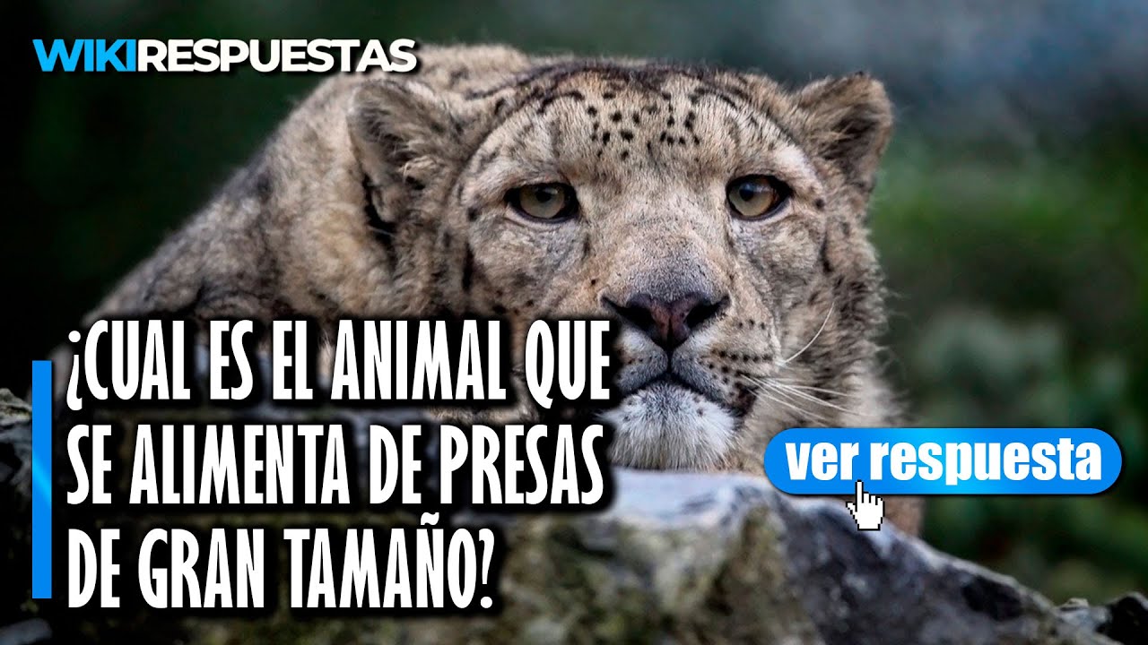 Animal que se alimenta de presas grandes