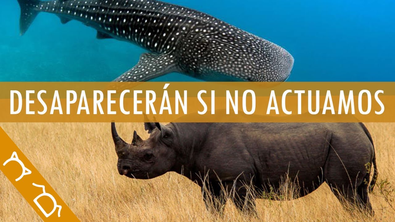 Animales Marinos en Peligro de Extinción: Causas y Soluciones