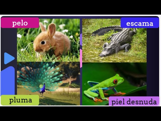 Animales con escamas pelos y plumas