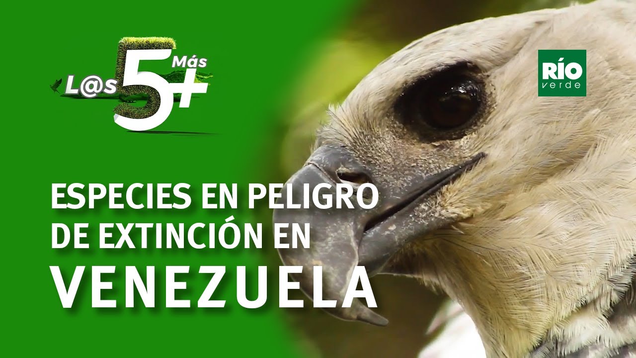 Animales en peligro de extinción en Venezuela