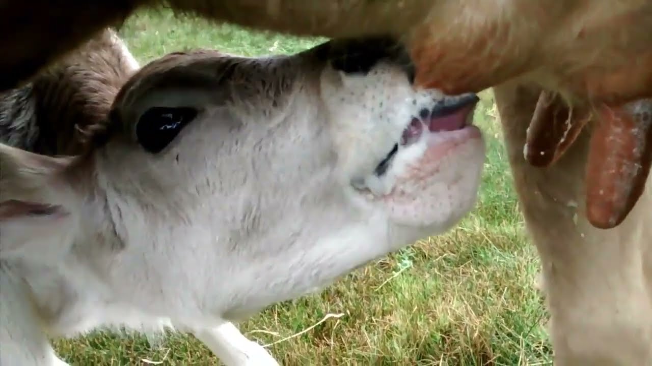 Animales que se alimentan de leche materna