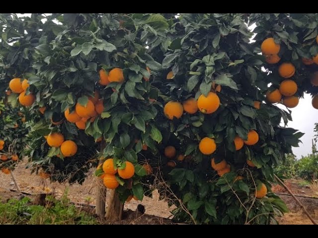 Árbol que tarda 100 años en producir frutos
