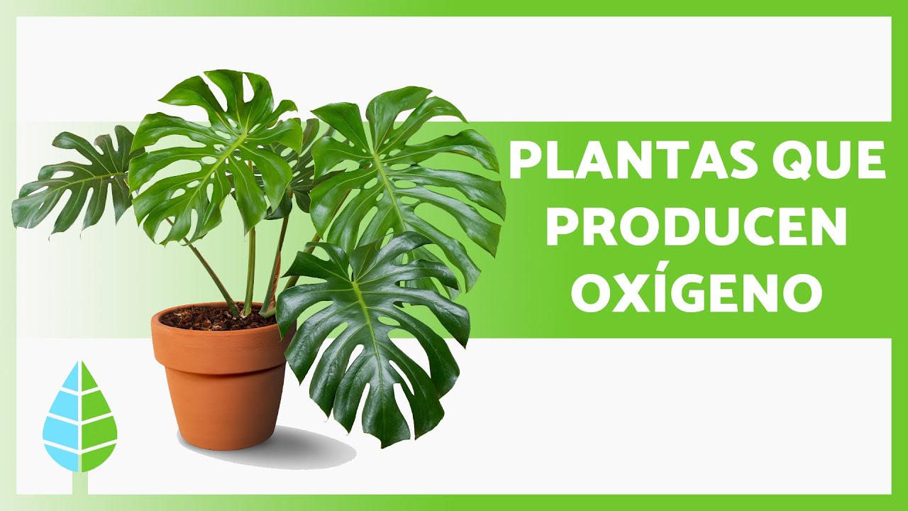 Árboles que producen más oxígeno
