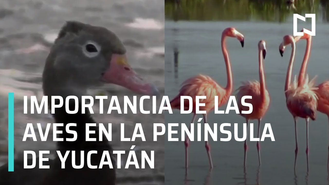 Aves únicas de la península de Yucatán