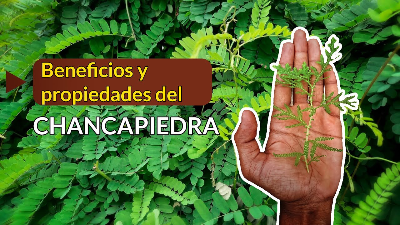 Beneficios de la chanca piedra en el tratamiento de enfermedades