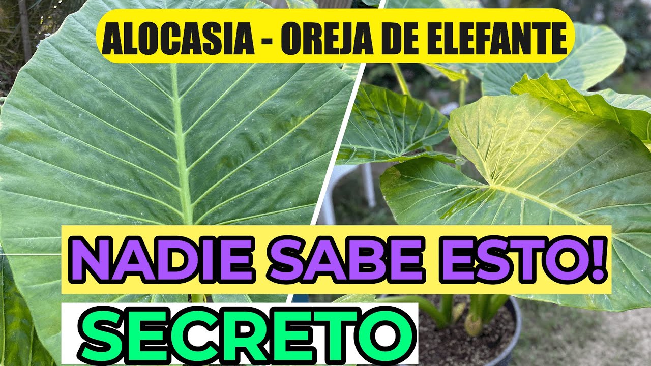 Beneficios de la planta oreja de elefante