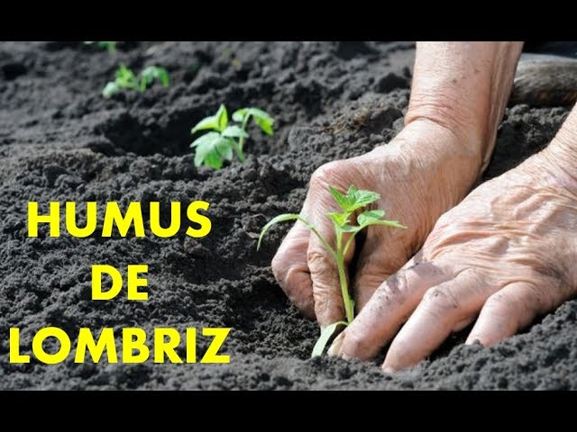 Beneficios del humus de lombriz