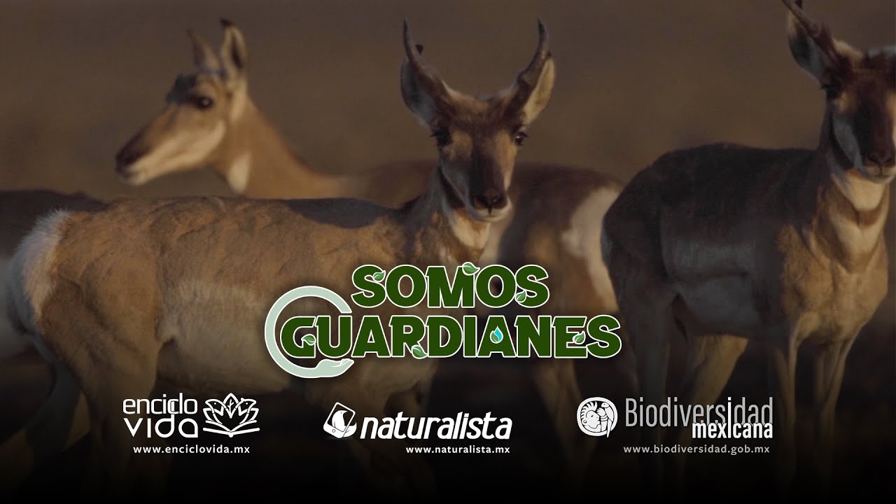 Berrendo en peligro de extinción en México