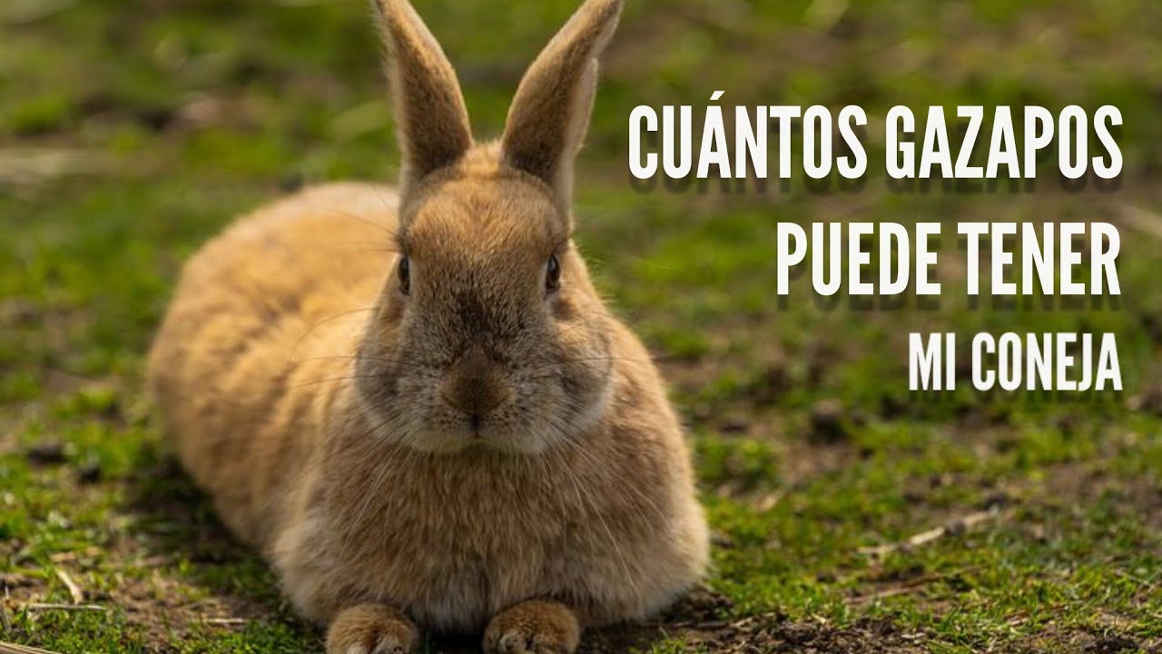 Cantidad de crías de un conejo
