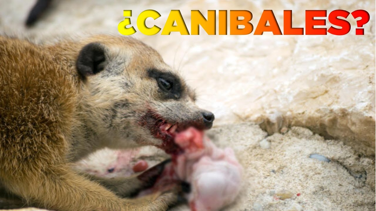 Características del animal comunal