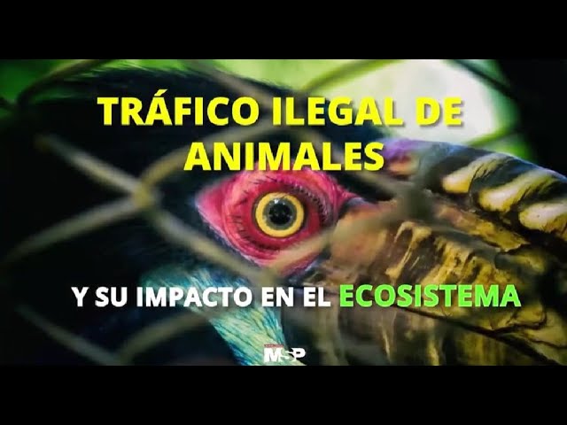 Caza de animales: causas y consecuencias