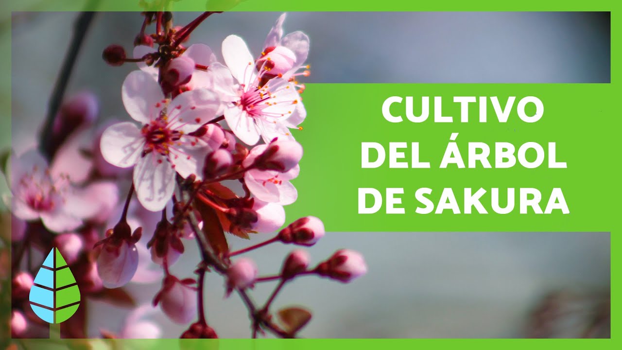Cerezo de flor Prunus serrulata Royal Burgundy: características