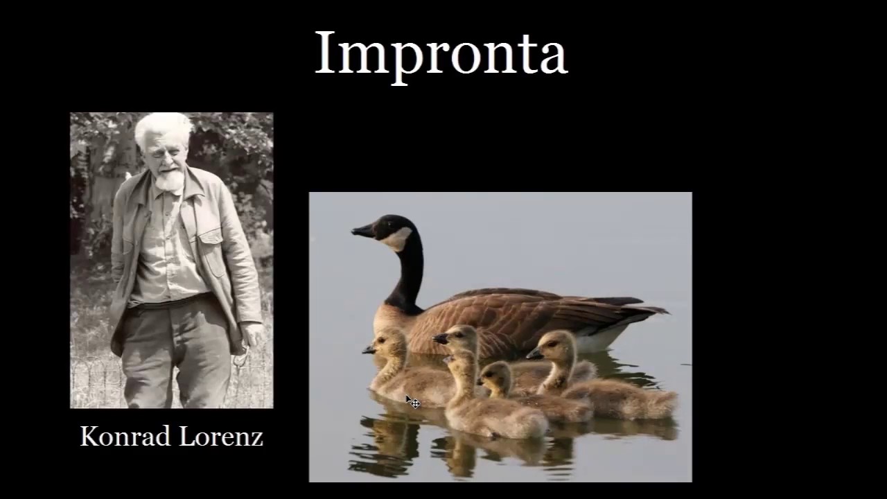 Ciencia que estudia el comportamiento animal
