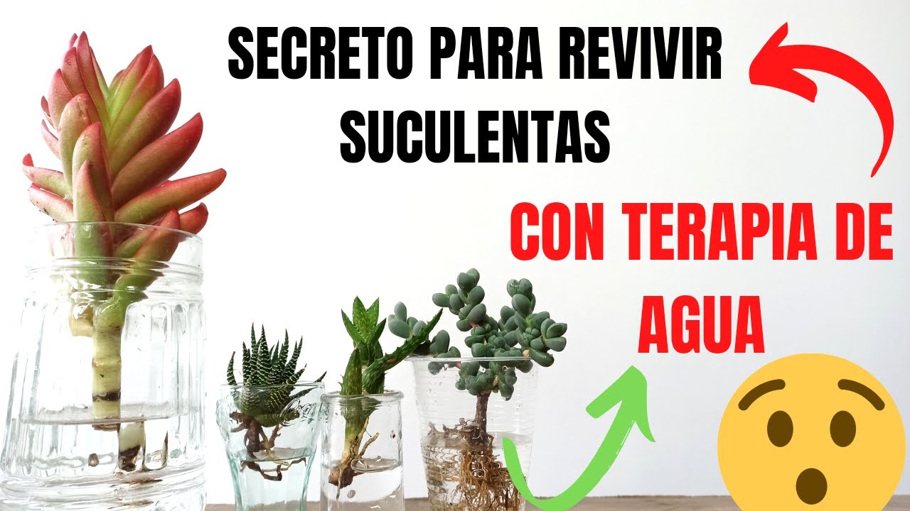Cómo Revivir una Suculenta Marchita
