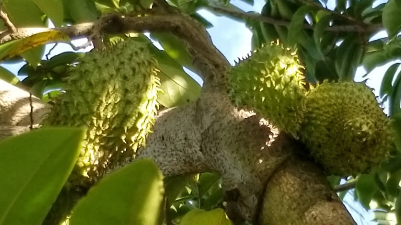 Cómo combatir plagas en los árboles de guanábana