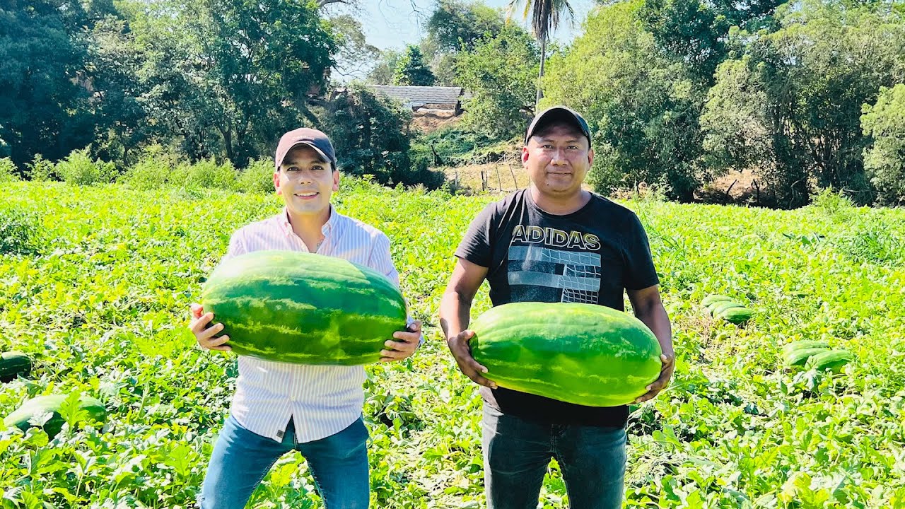 Cómo cultivar sandías en México
