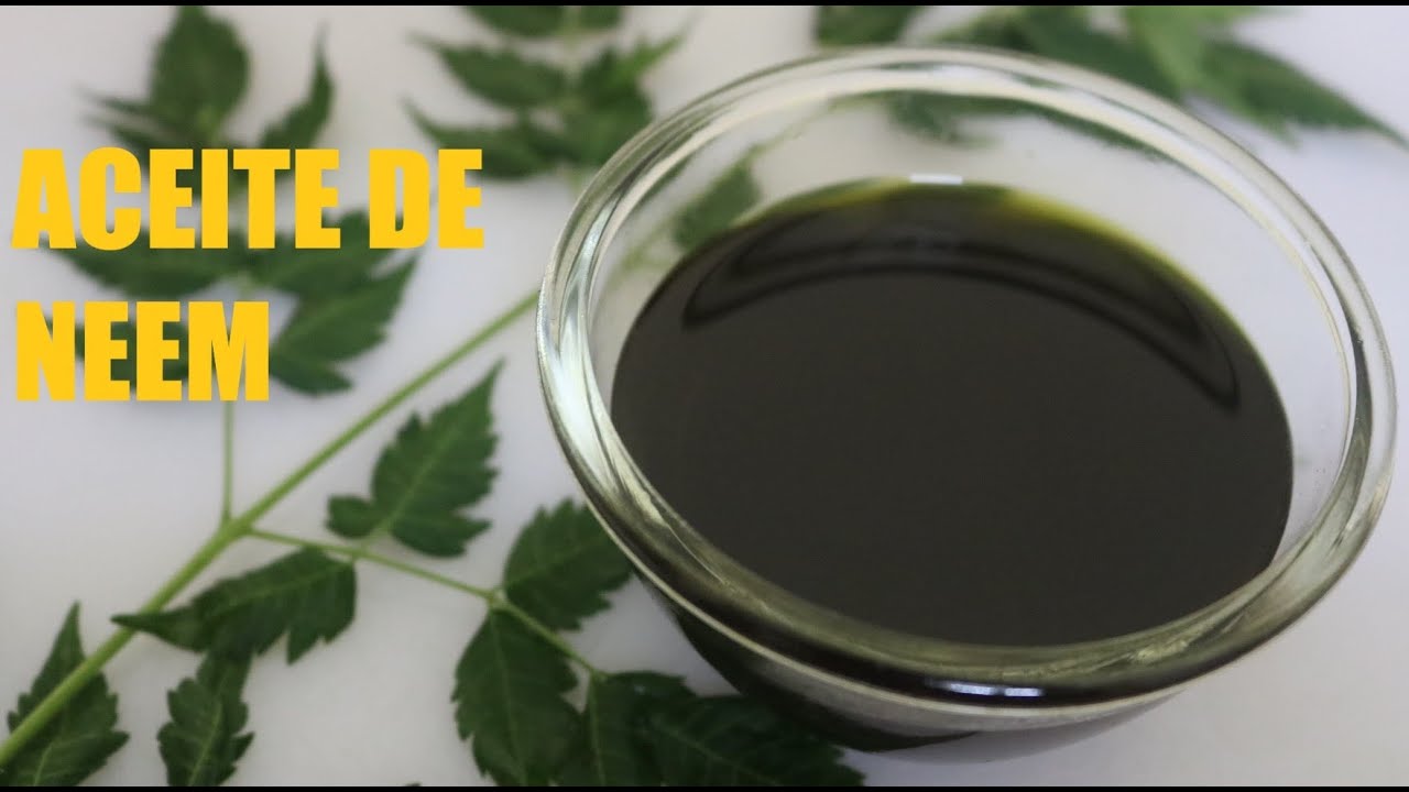 Cómo hacer aceite de neem en casa