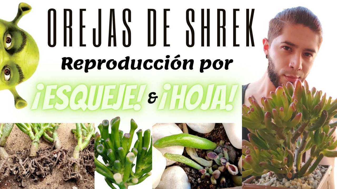 Cómo multiplicar suculentas orejas de Shrek