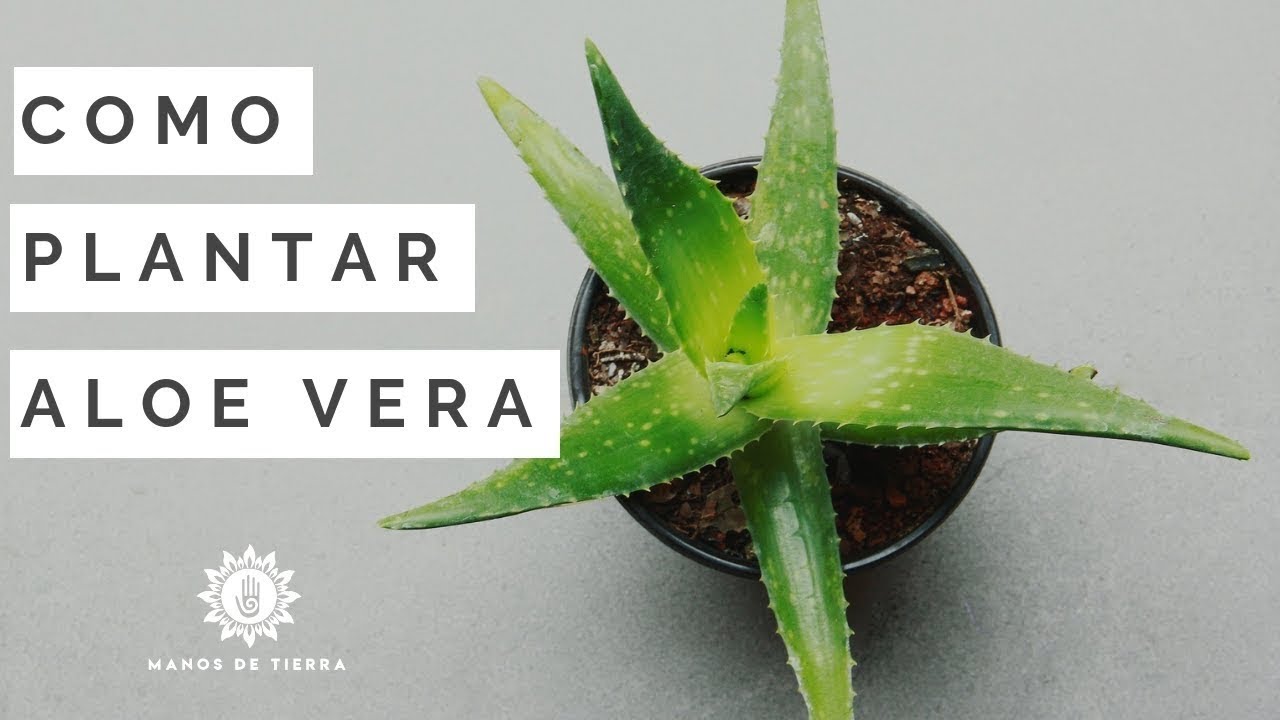 Cómo plantar sábila sin raíz: consejos prácticos
