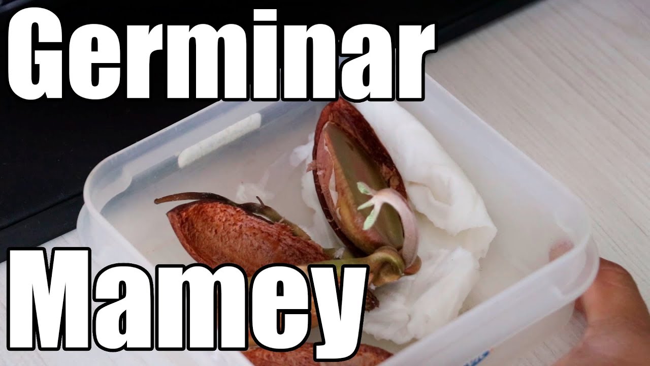 Cómo plantar un hueso de mamey fácilmente