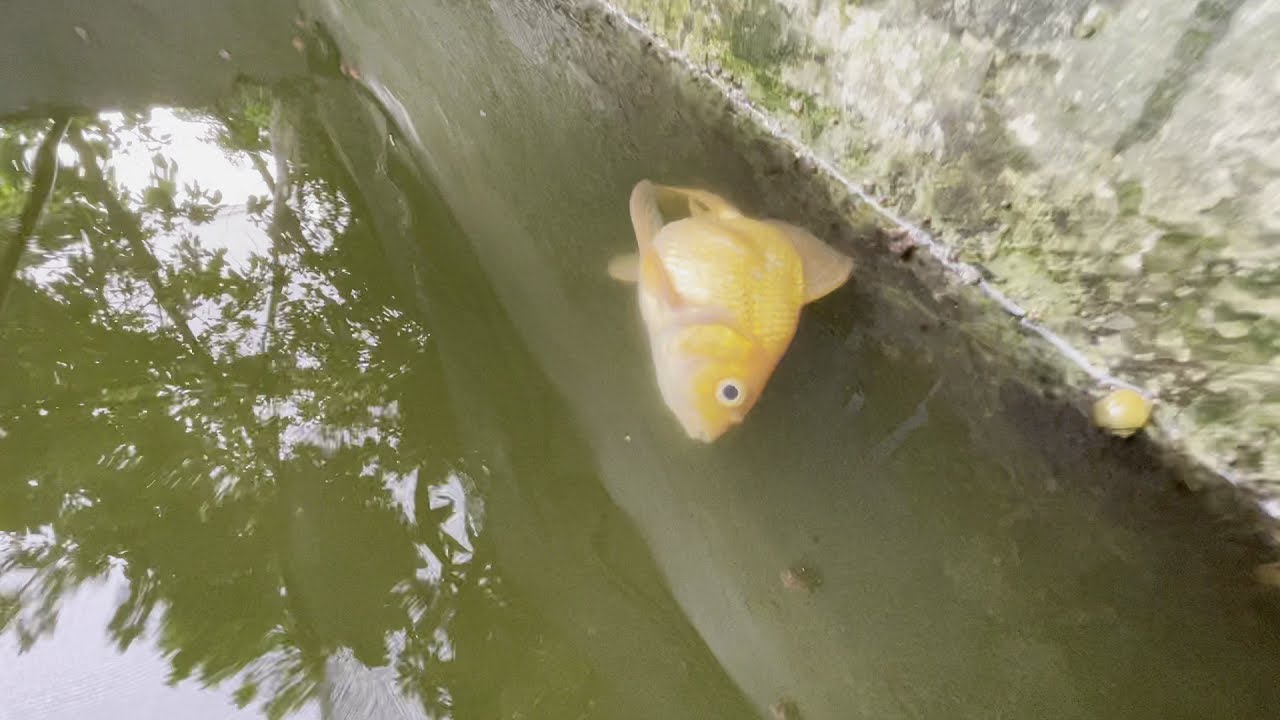 Cómo salvar a un pez moribundo