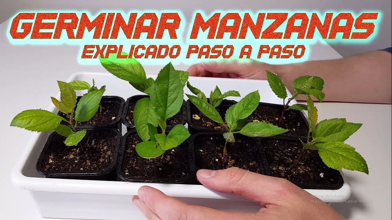 Cómo sembrar manzanas desde cero