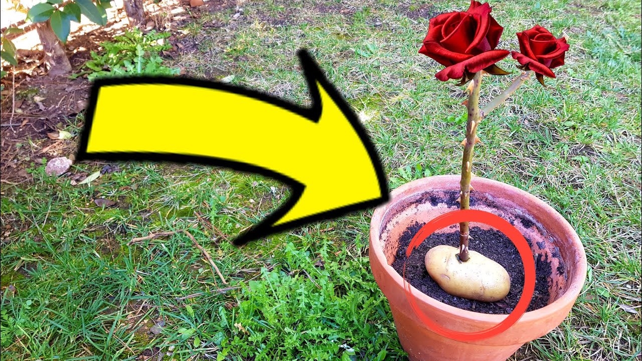 Cómo sembrar rosas en papa