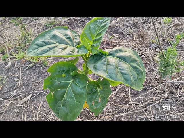 Cómo sembrar tomates de árbol exitosamente