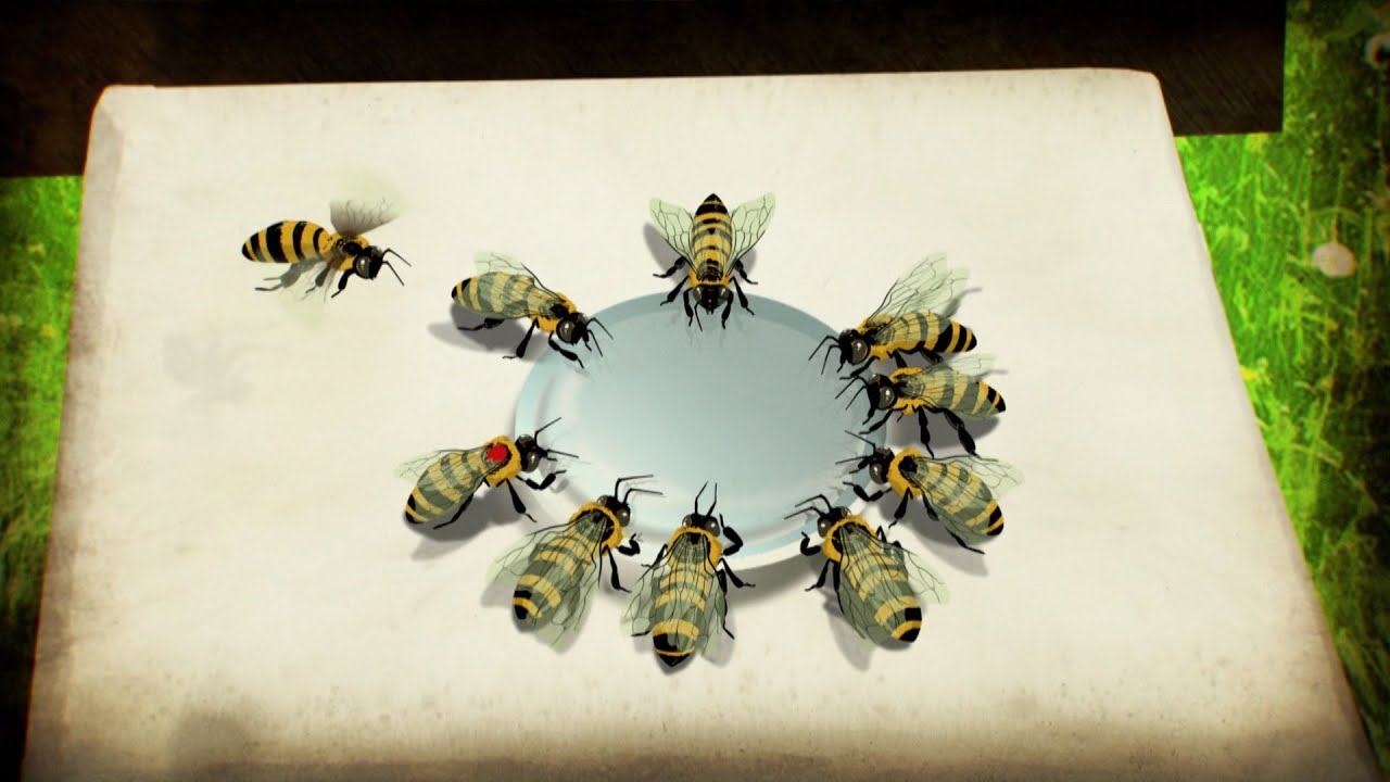 Comunicación de las abejas