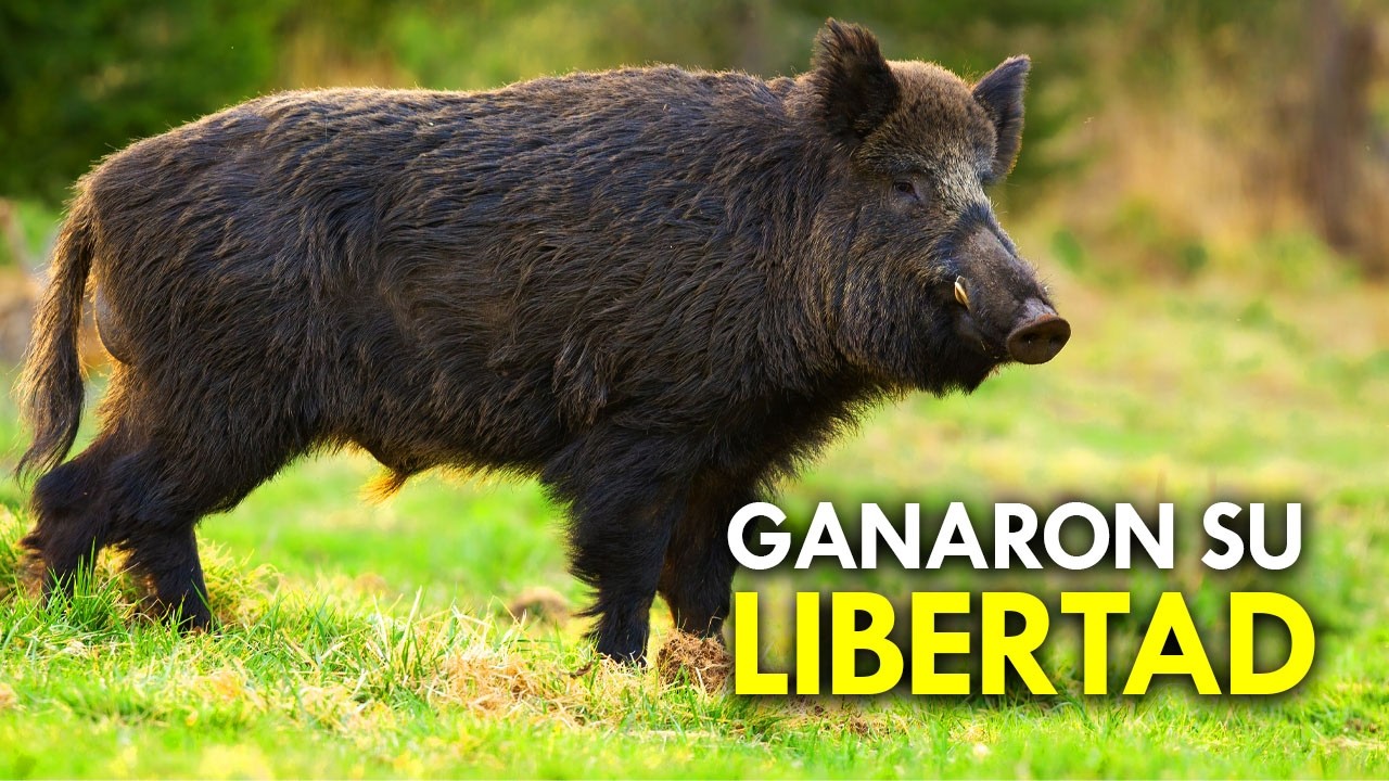 Conoce a los animales subterráneos