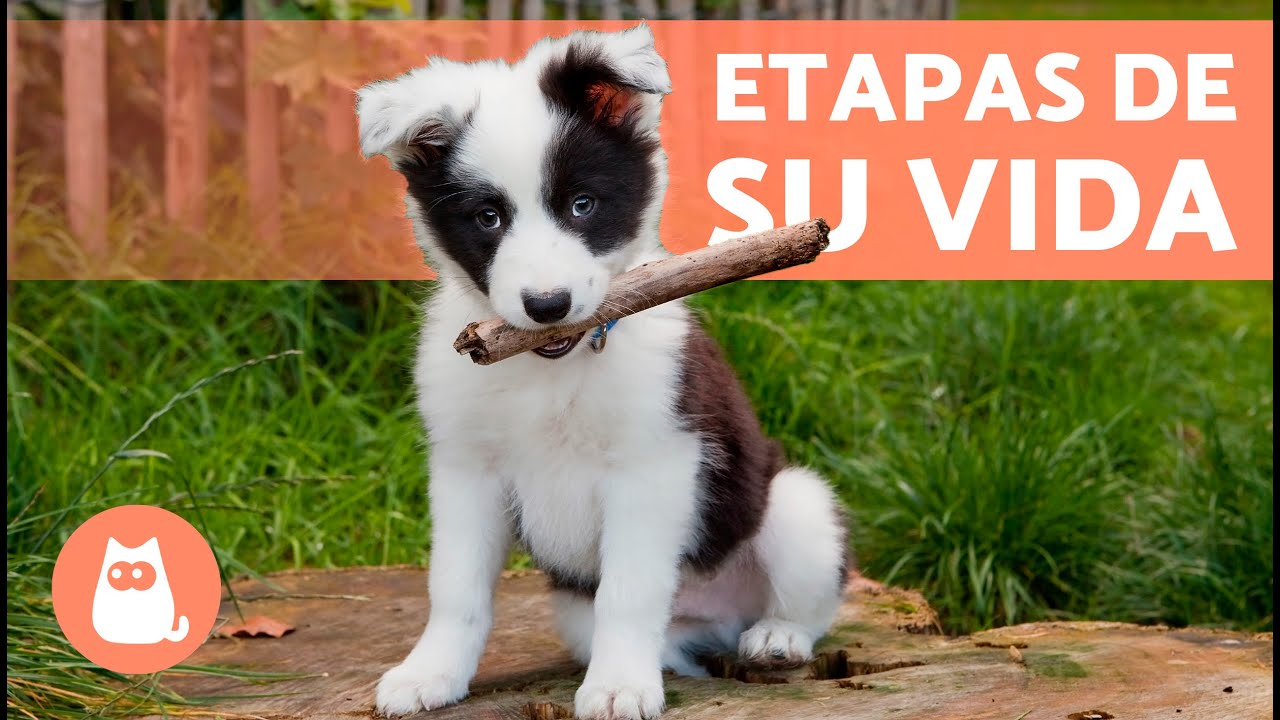 Conoce las etapas de crecimiento de los perros