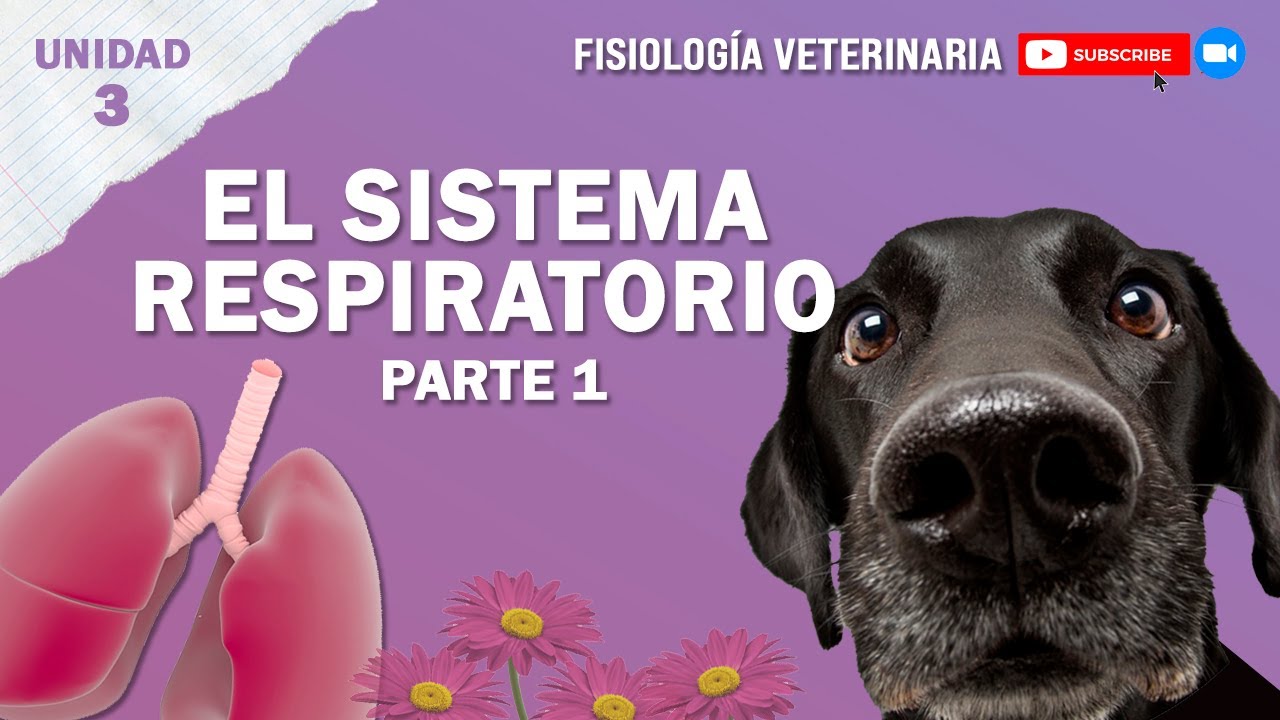 Conoce las partes del sistema respiratorio en animales