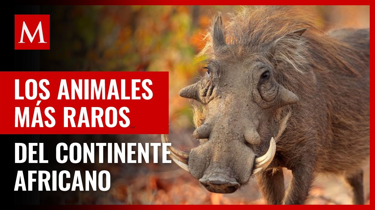 Conoce los fascinantes animales arbóreos