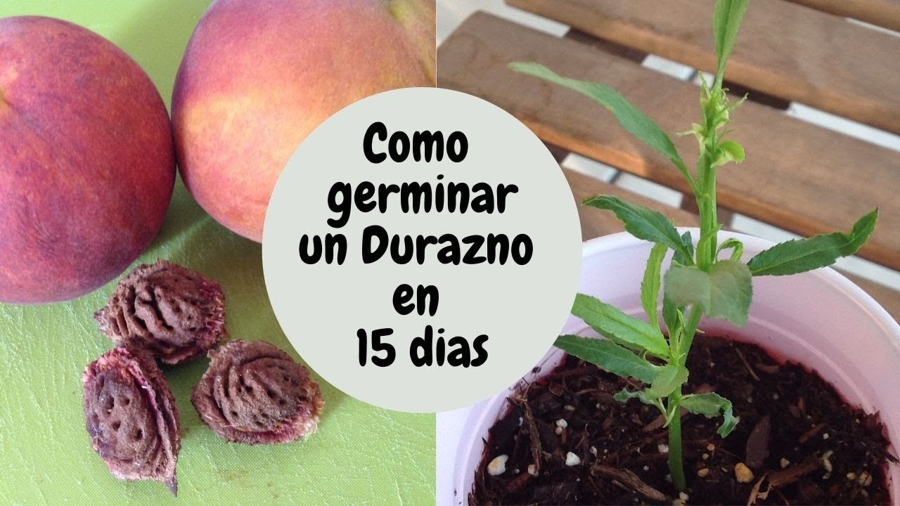 Conoce los huesos de durazno y otras frutas