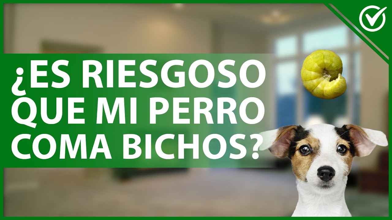 Consecuencias de que un perro coma una abeja muerta