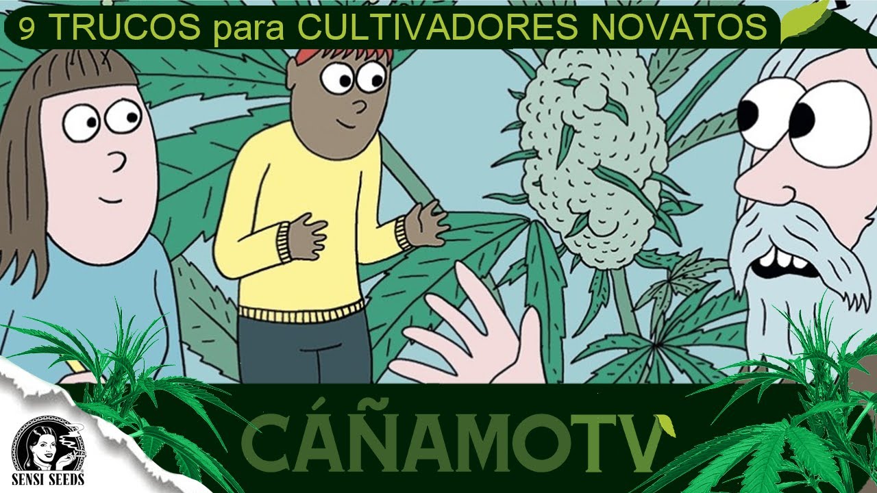Consejos para el cuidado de plantas de marihuana