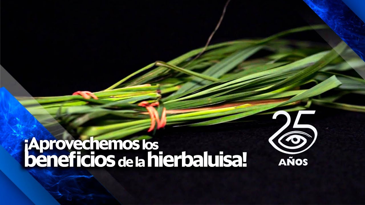 Creciendo hierba luisa en Ecuador