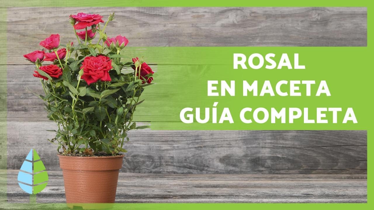 Cuidados de rosas en macetas